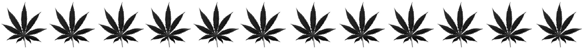 marijuana leaves